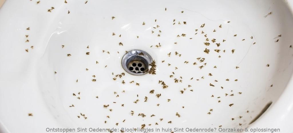 Rioolvliegjes in huis Sint Oedenrode? Oorzaken en oplossingen