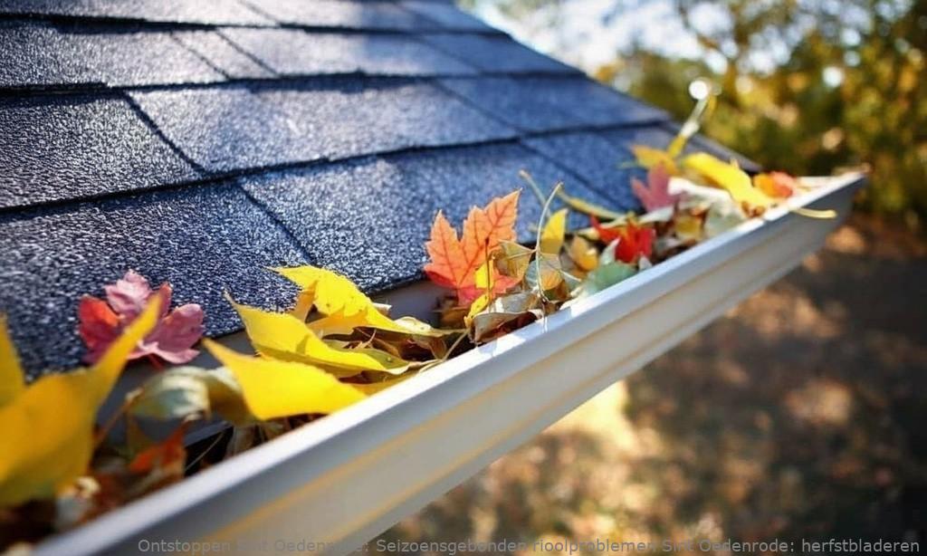 Seizoensgebonden rioolproblemen Sint Oedenrode: herfstbladeren
